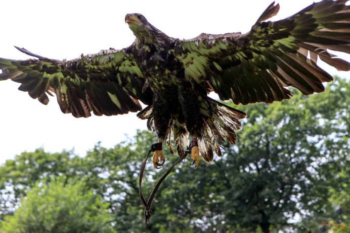 Крыло птицы