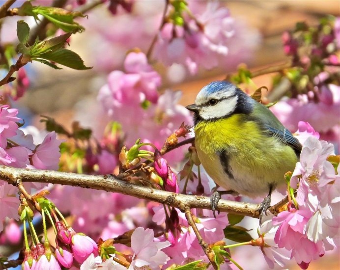 Лазаревка птица весной