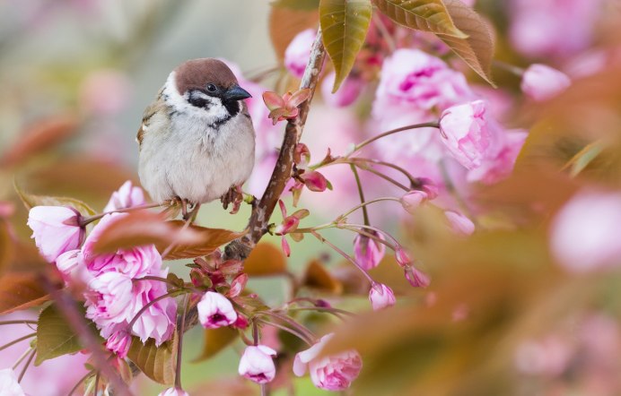Воробей на рабочий стол