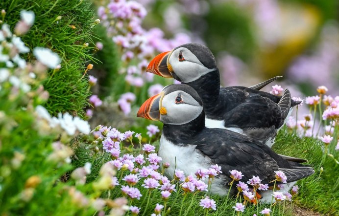 Природа птицы