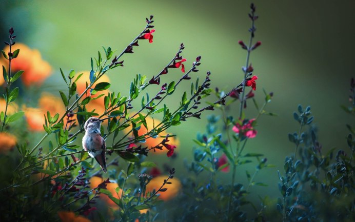 Весенние птицы