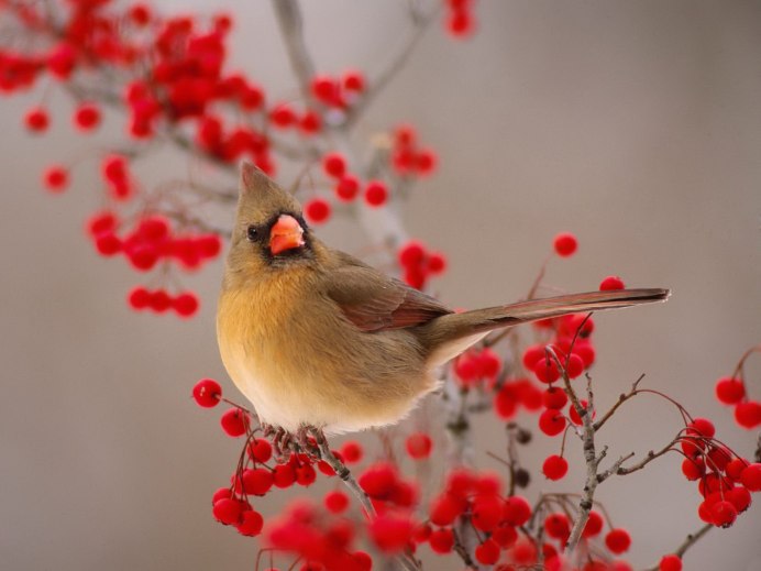 Красный Кардинал и рябина