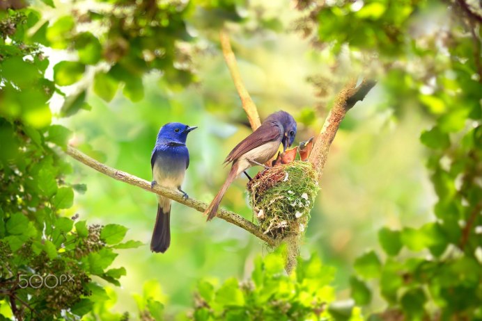 Красивые птицы на дереве