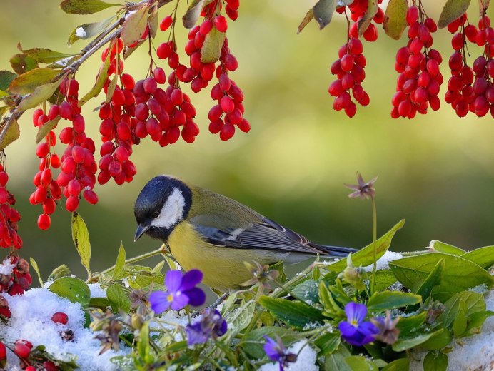 Поздняя осень птицы