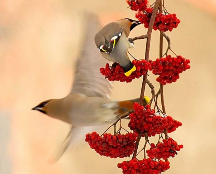 Осенние птицы