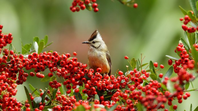 Картинки на рабочий стол птицы