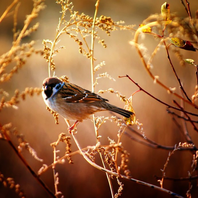 Птицы весной