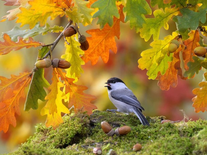 Срисовки осенние