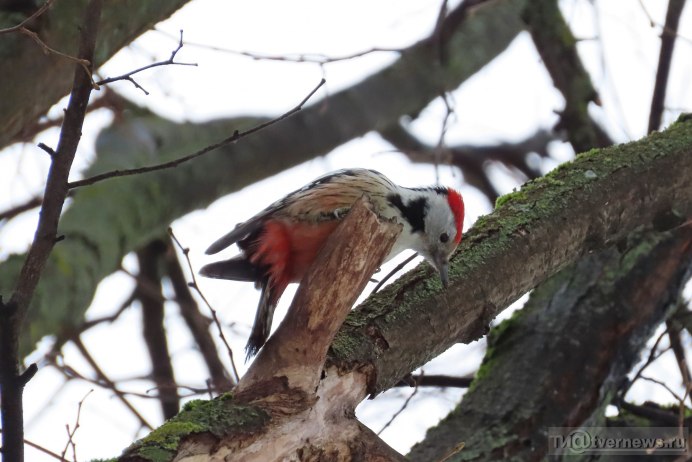 Sphyrapicus varius