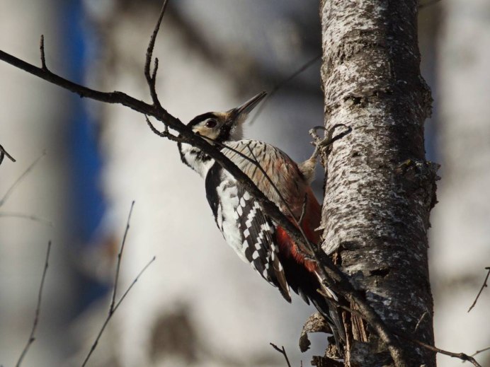Седой дятел (Picus canus)