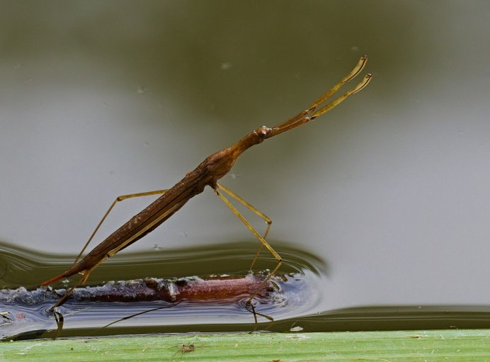 Ranatra linearis