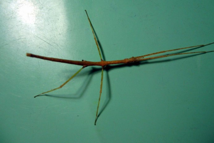 Phasmatodea породы