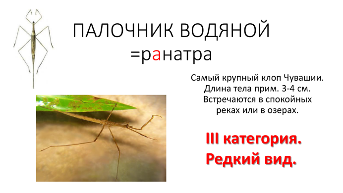 Ранатра водяной палочник описание
