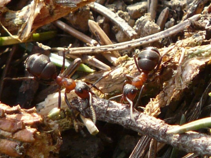 Муравьи Myrmecocystus mexicanus