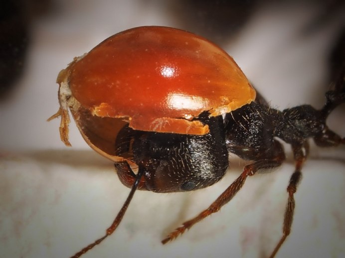 Муравьи Myrmecocystus mexicanus