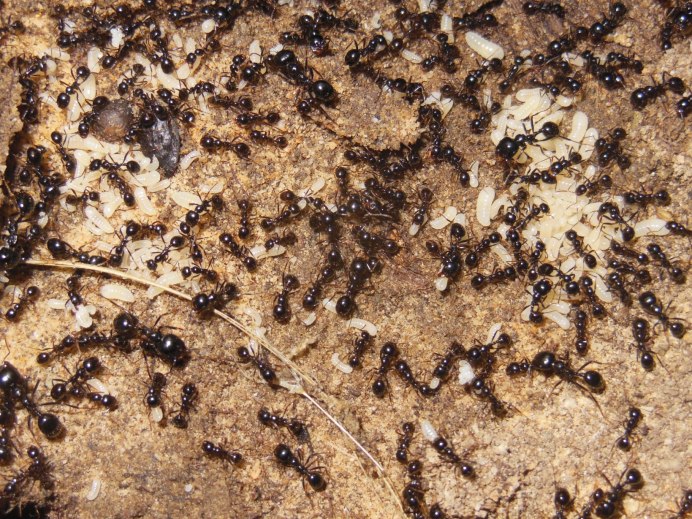 Army Ants Amazon