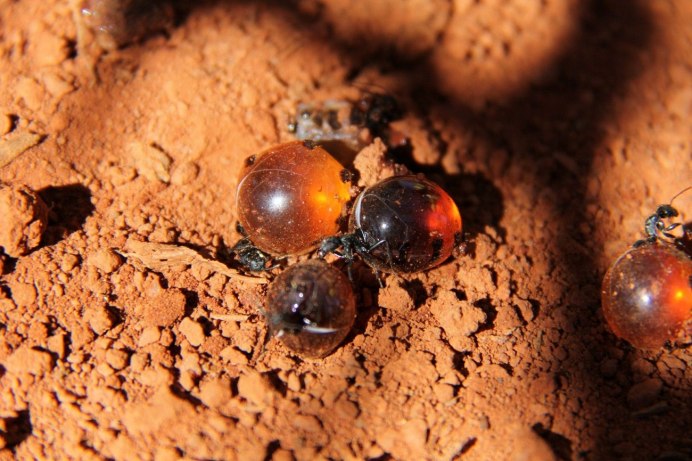 Муравьи Myrmecocystus mexicanus