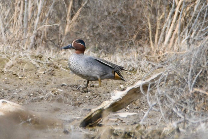 Teal чирок
