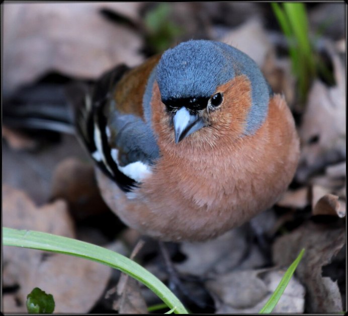 Хохлатый Зяблик