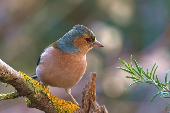 Щеглы,Коноплянки зяблики