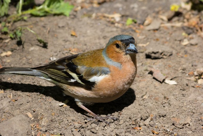 Бенгальский Зяблик