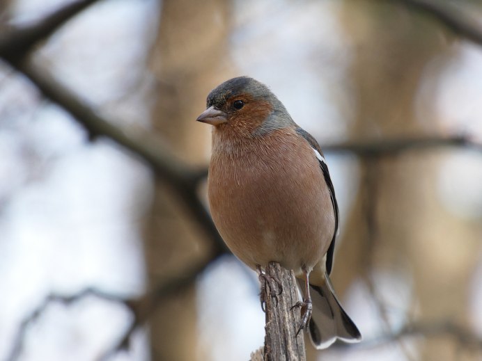 Зяблик зеленый