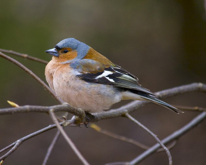 Голдианский Зяблик