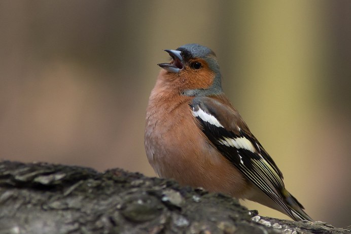 Гирканский Зяблик
