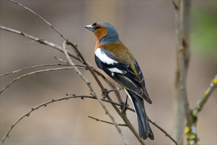 Голдианский Зяблик