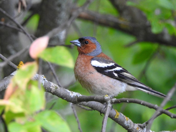 Певчие птицы Подмосковья Зяблик