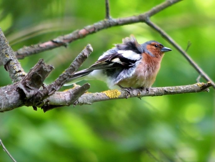 Желтоклювый Зяблик