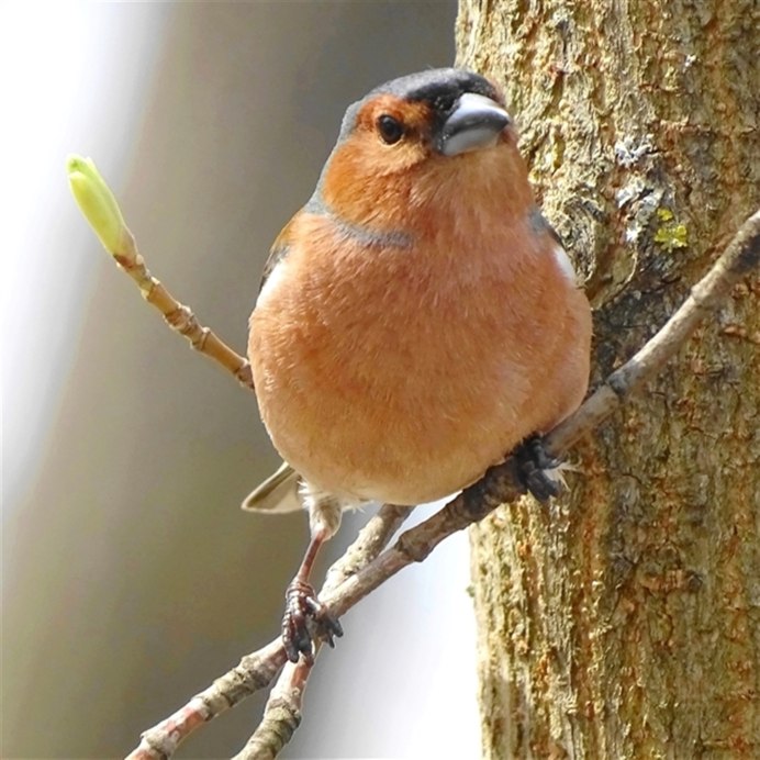 Зяблик крупным планом