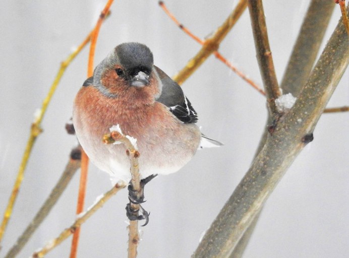 Вьюрковые Зяблик