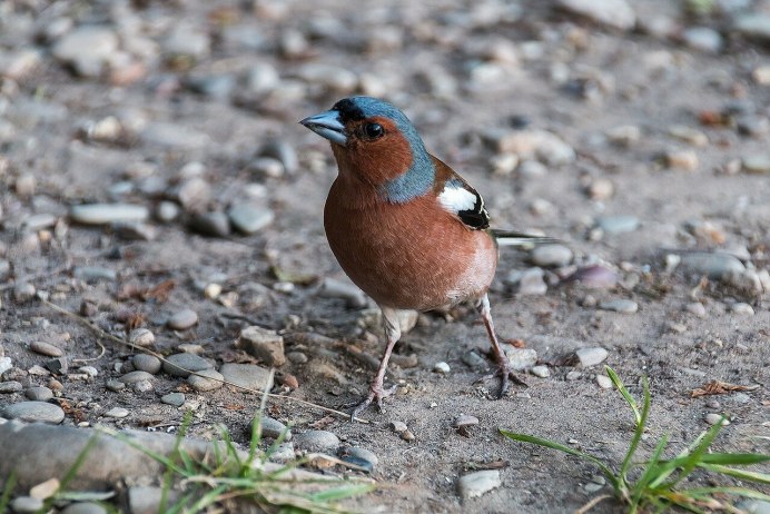 Зяблик (fringílla COÉLEBS)