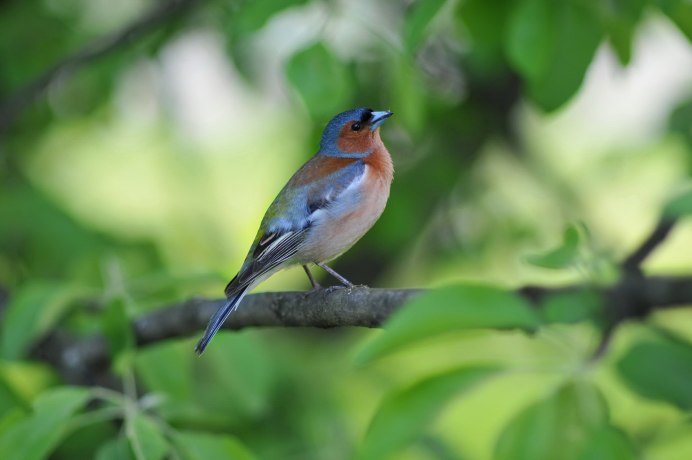 Зяблик (fringílla COÉLEBS)