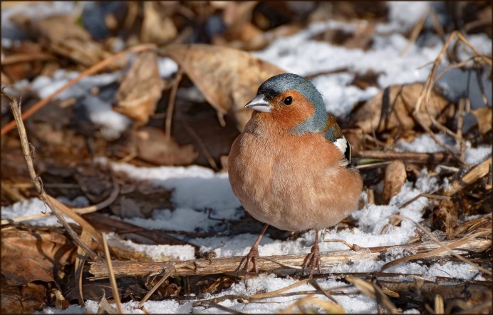 Зяблик зимует