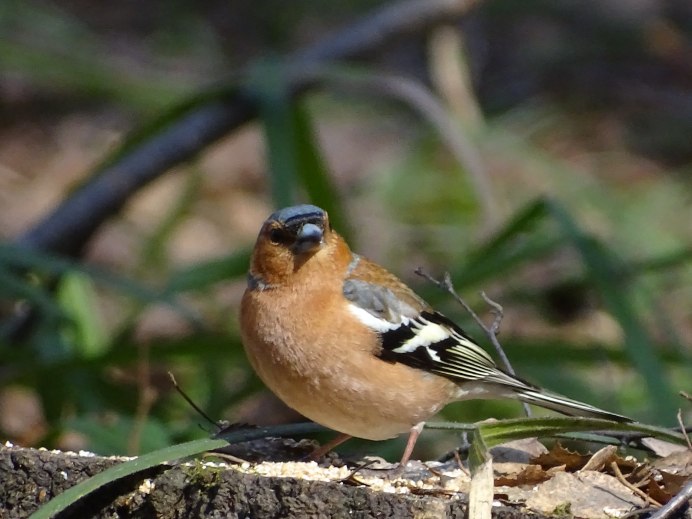 Птицы с хохолком Зяблик