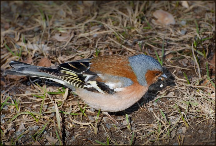 Голубой Зяблик