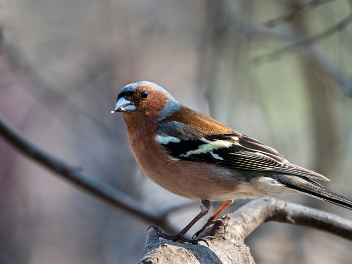 Таёжный Зяблик