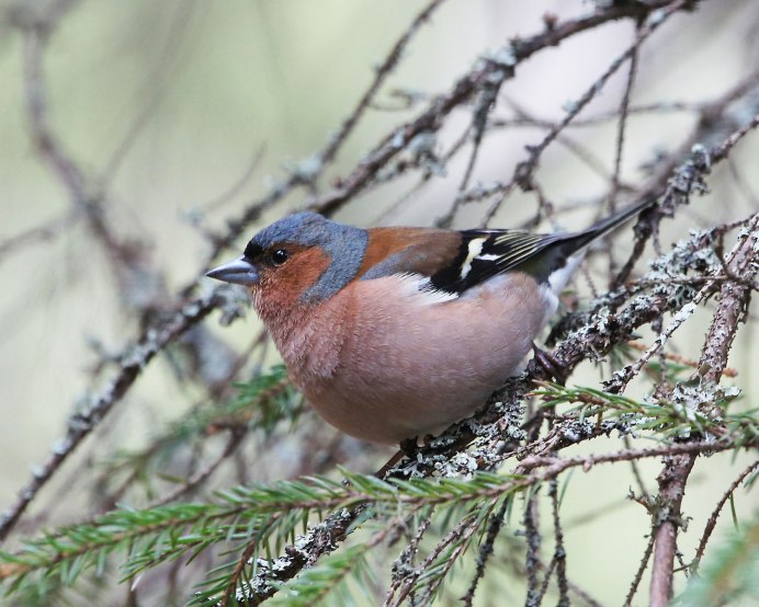 Зяблик птица зимой