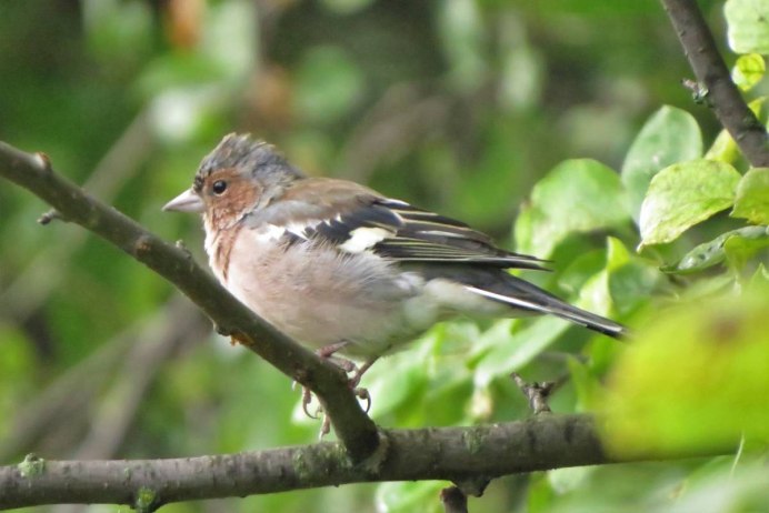 Обыкновенный Зяблик