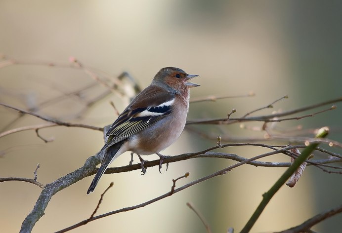 Гирканский Зяблик