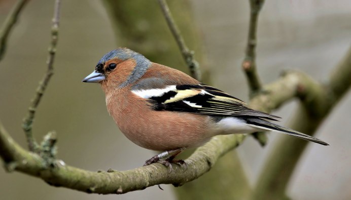 Обыкновенный Зяблик