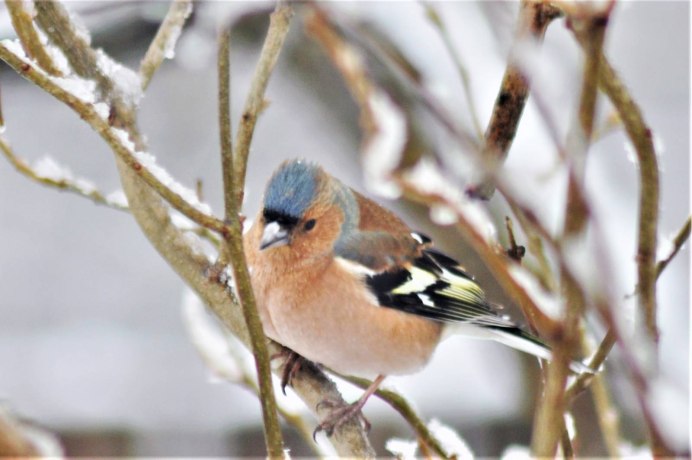 Зяблик (fringilla COELEBS)