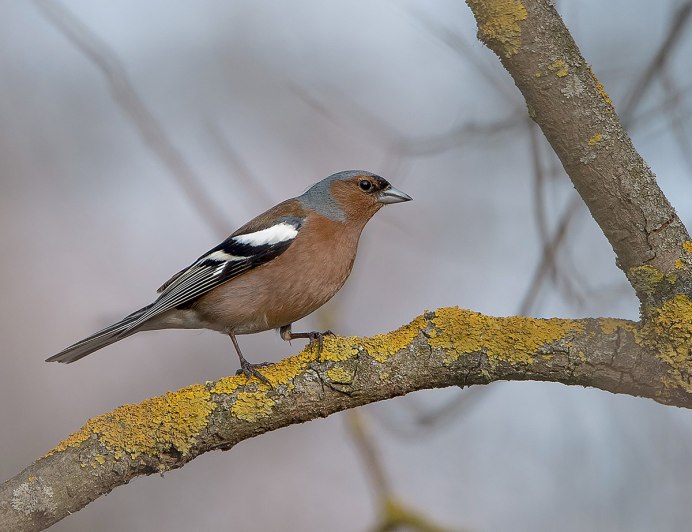 Сибирский Зяблик