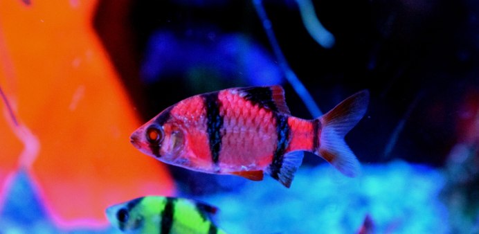 Барбус олиголепис (Oliotius oligolepis)