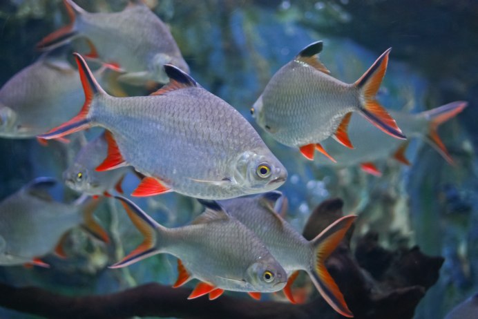 Dicrossus filamentosus