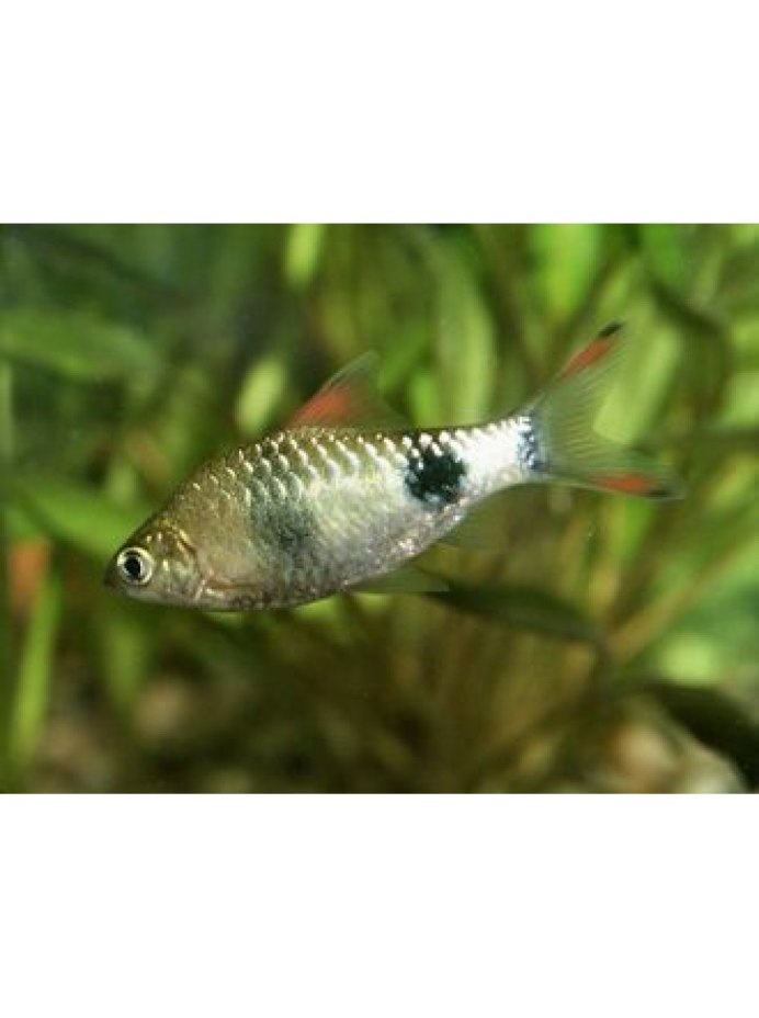 Barbus callipterus