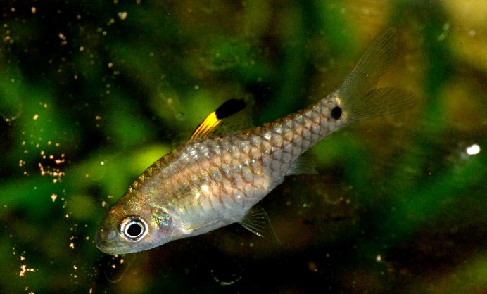 Барбус олиголепис (Oliotius oligolepis)
