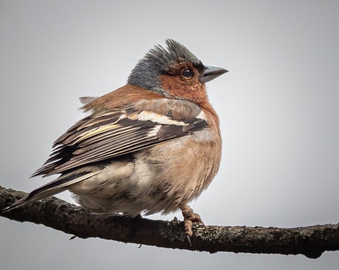 Гирканский Зяблик